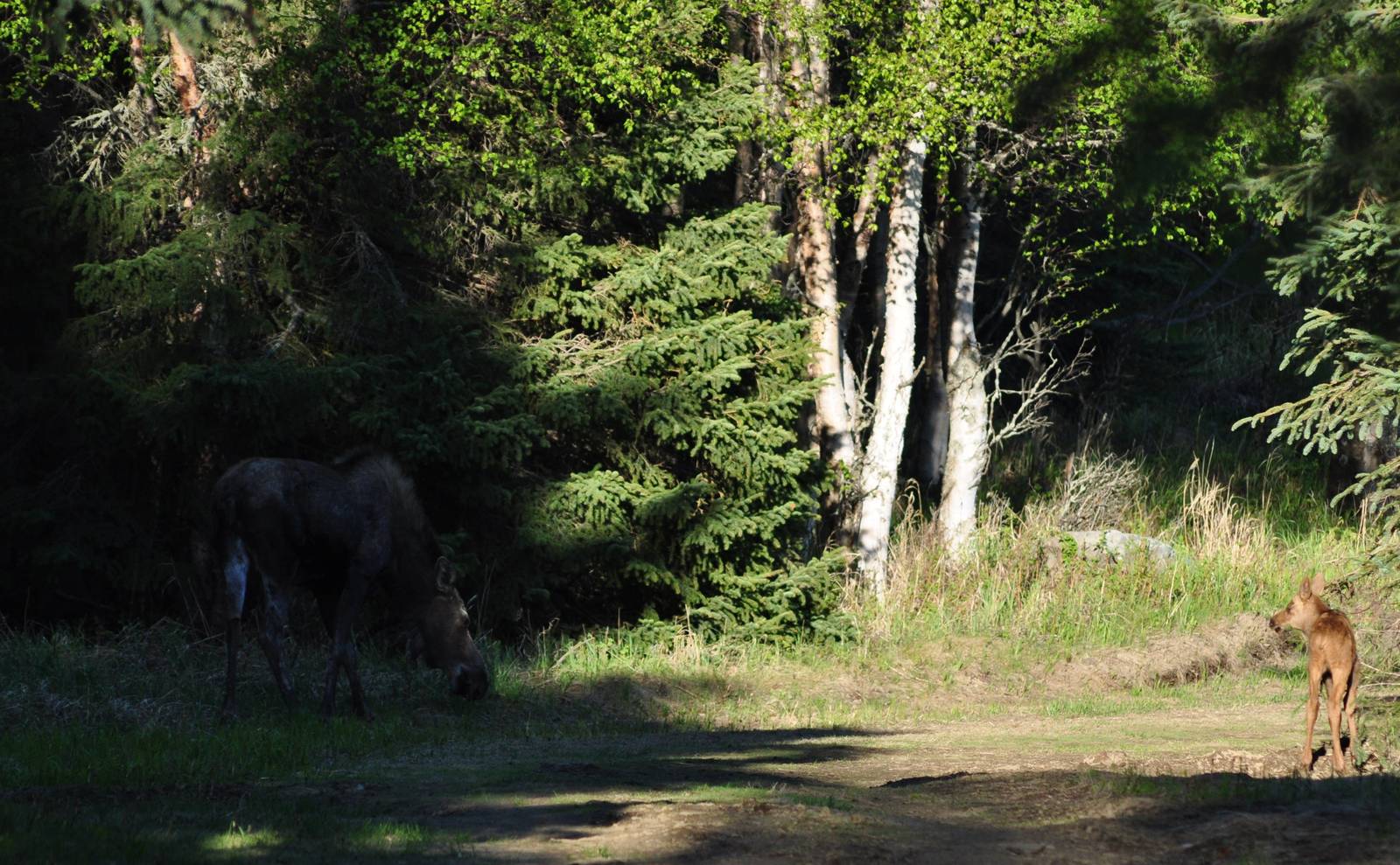 Moose cow and calf - Alaska (Kincaid Park)