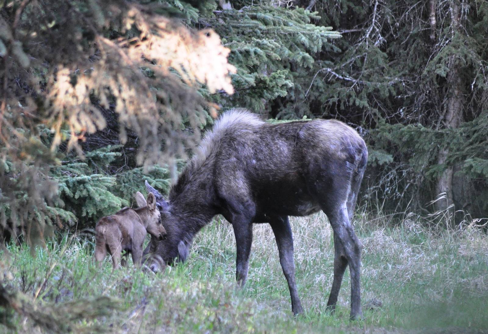 Moose cow and calf - Alaska (Kincaid Park)