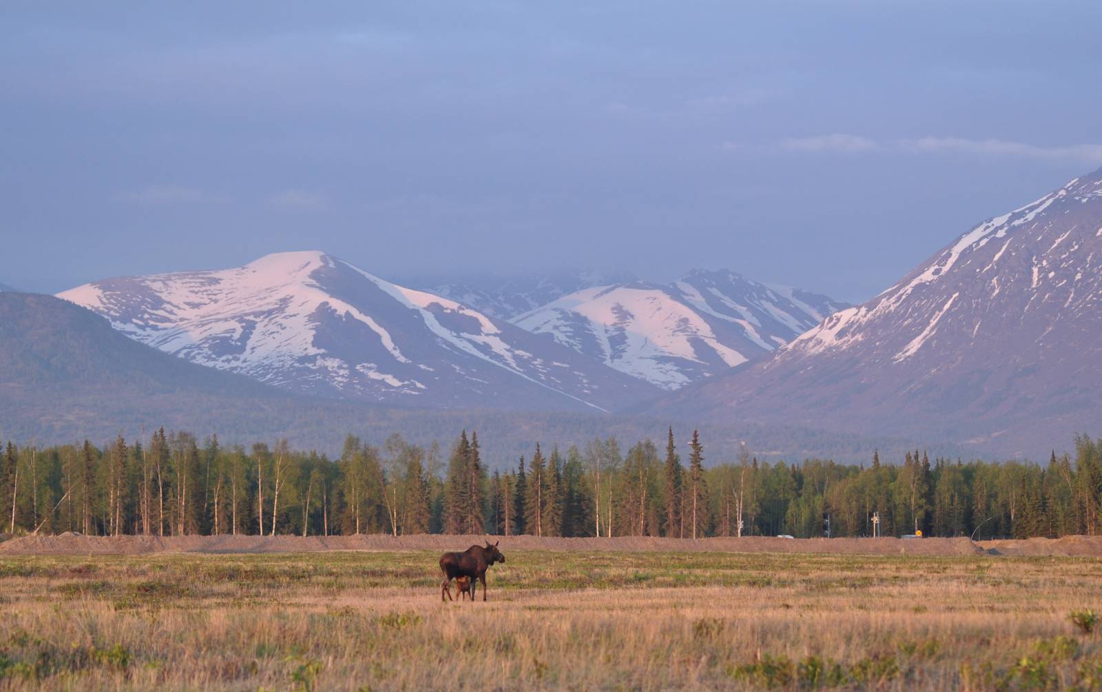Moose cow and calf - Alaska (Ship Creek)