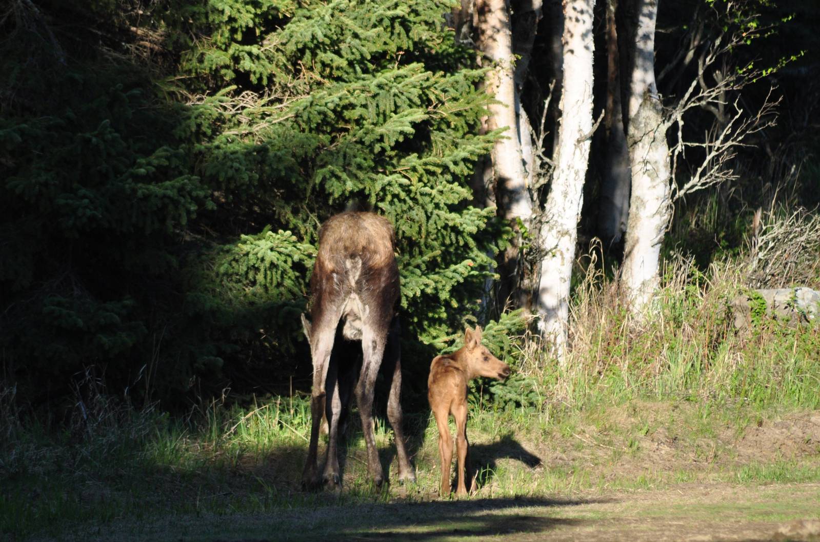 Moose cow and calf - Alaska