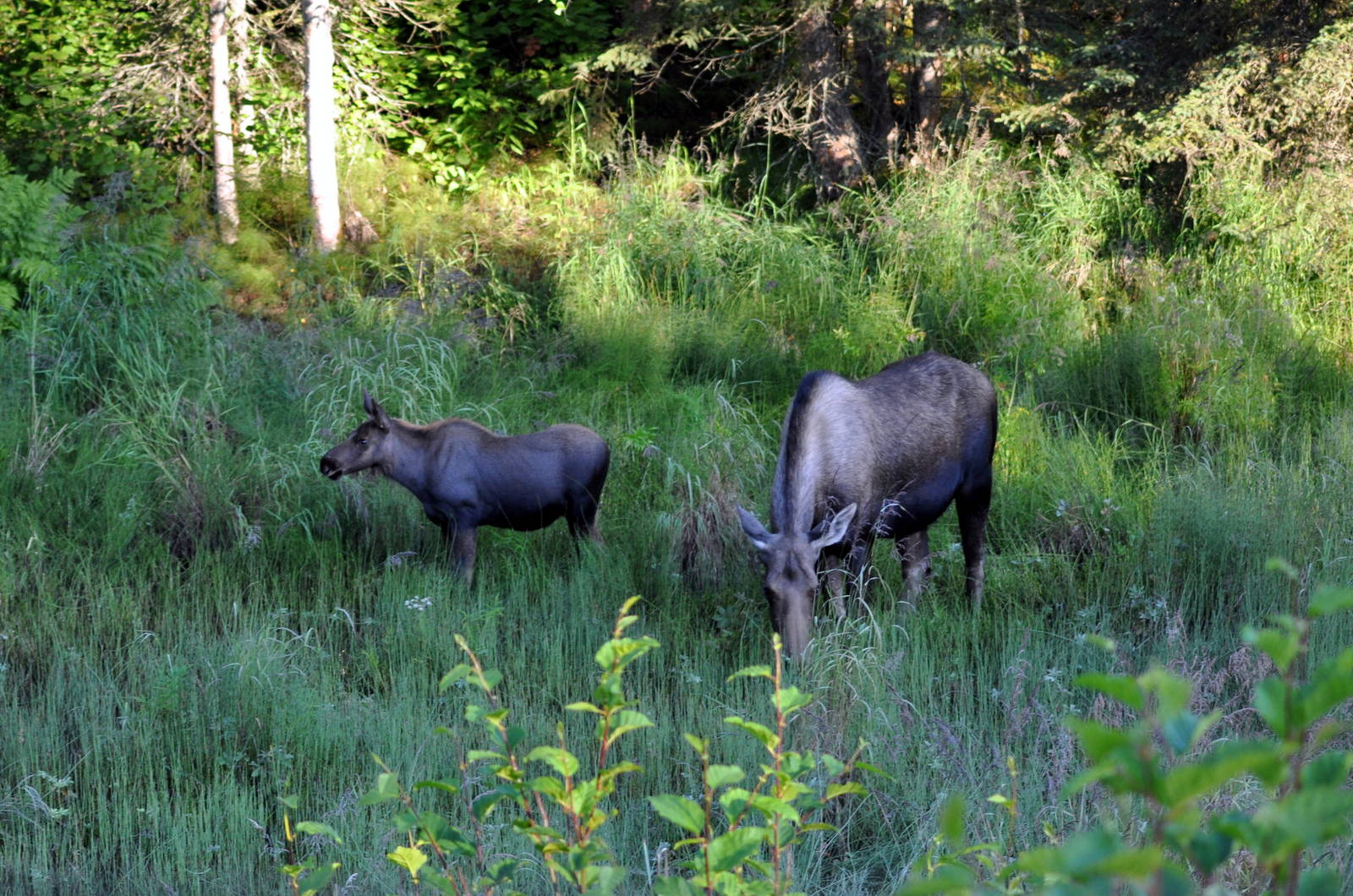 Moose cow and calf - Six Mile Lake, Alaska