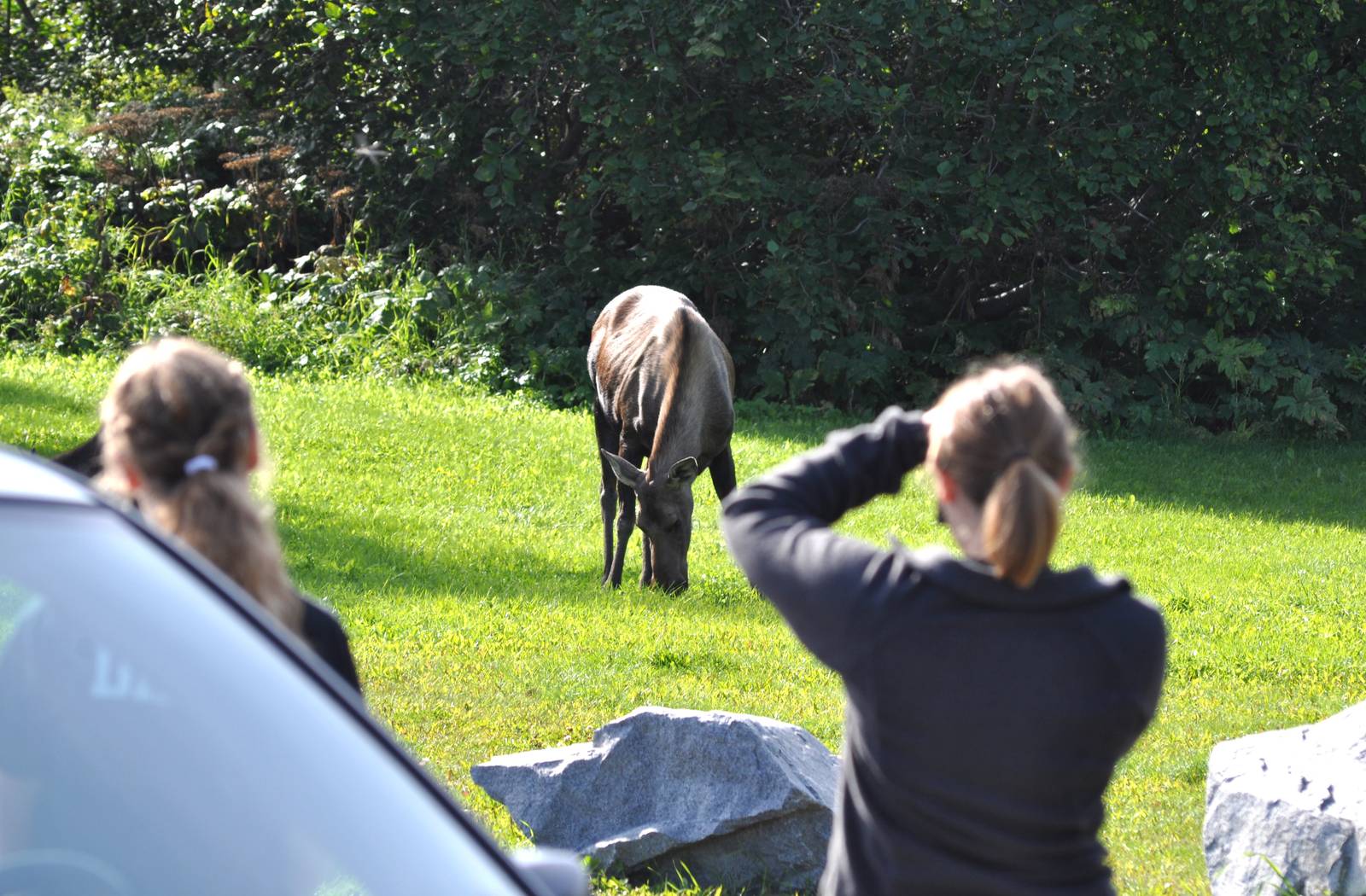Moose Cow and Calves - Alaska