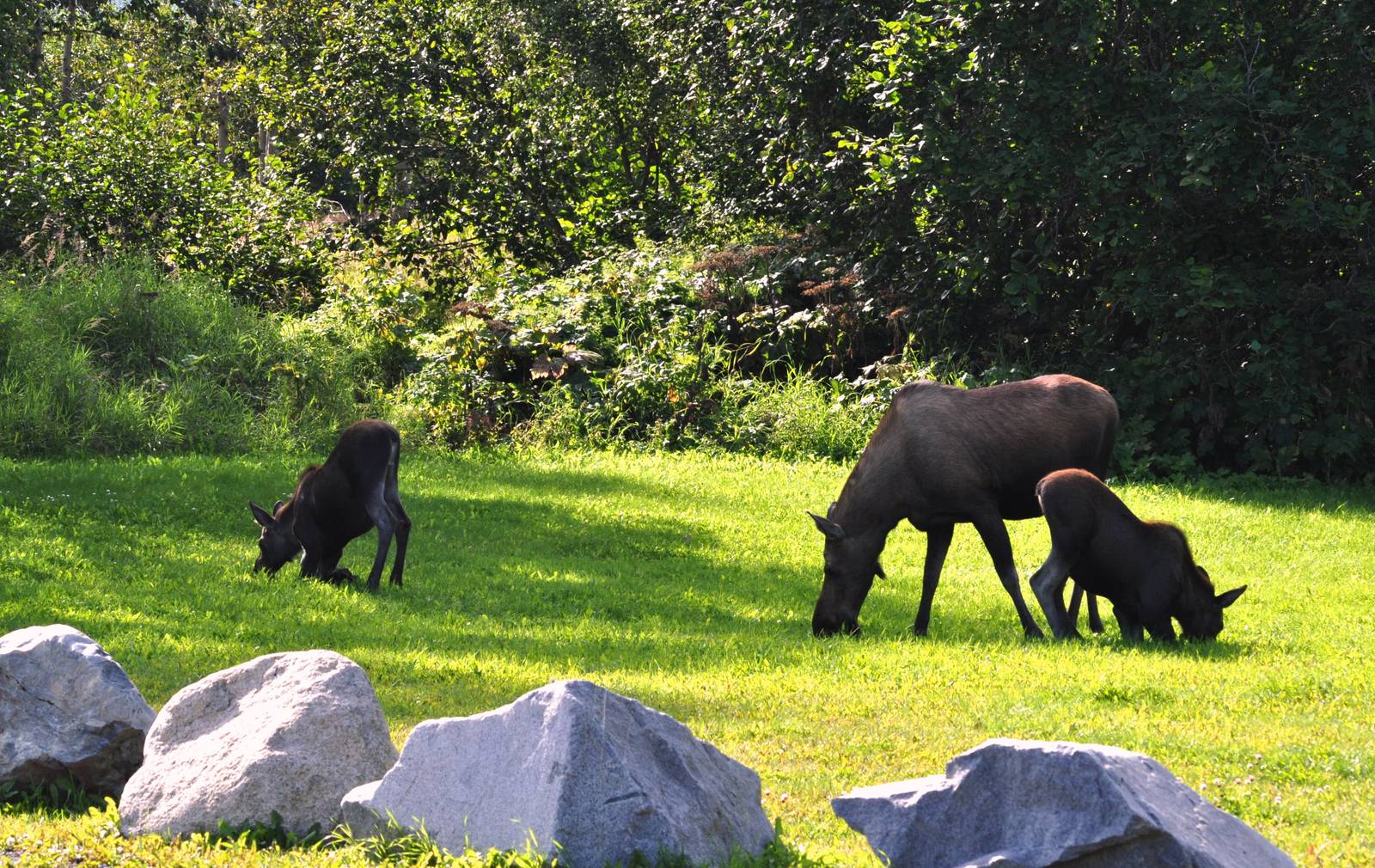 Moose Cow and Calves - Alaska
