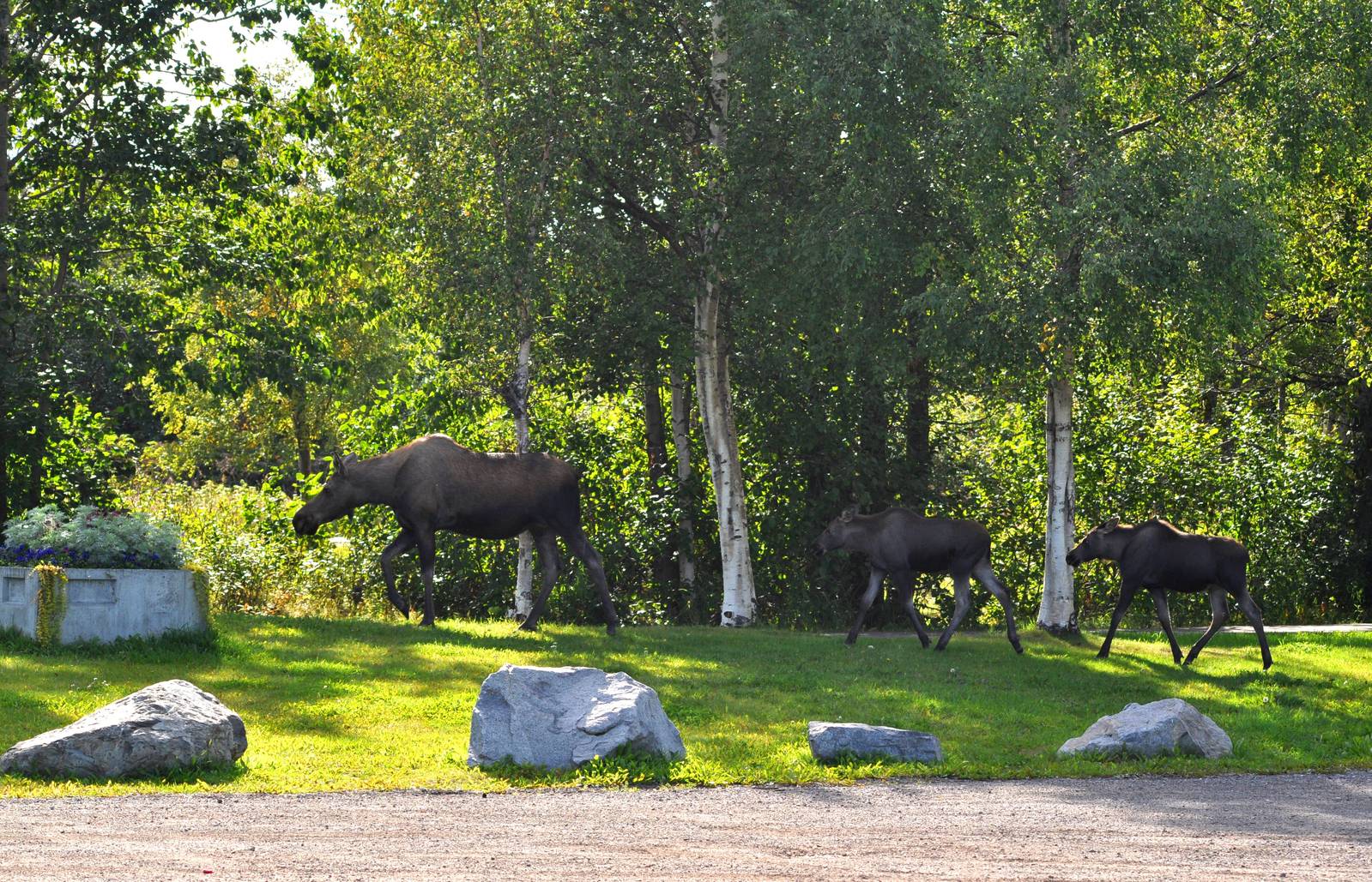 Moose Cow and Calves - Alaska