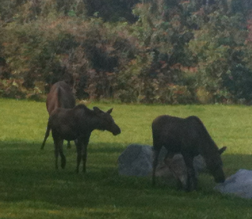 Moose cow and twin calves - Alaska