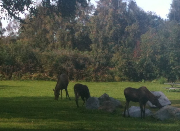 Moose cow and twin calves - Alaska