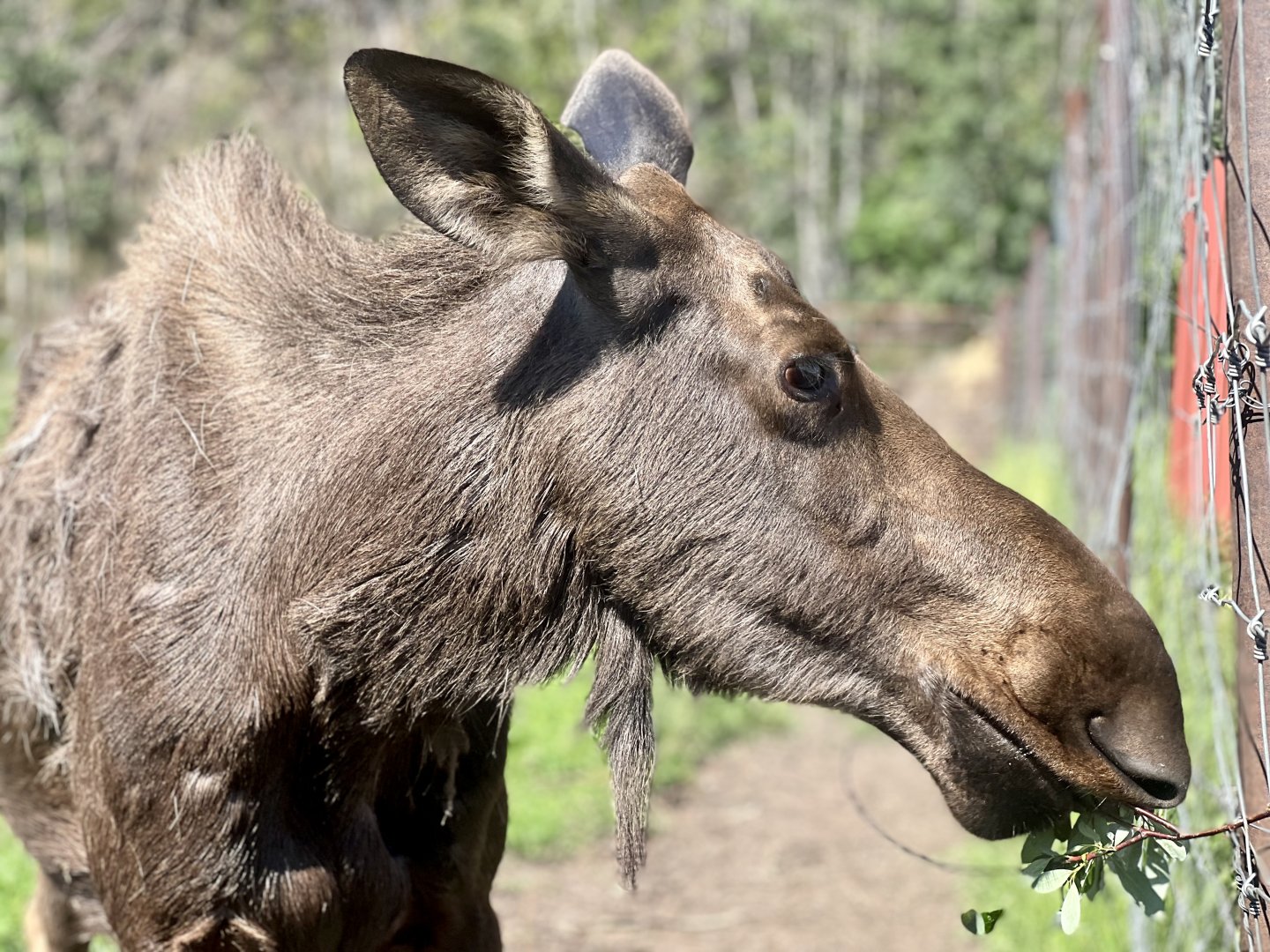 Moose Cow “Lucy”