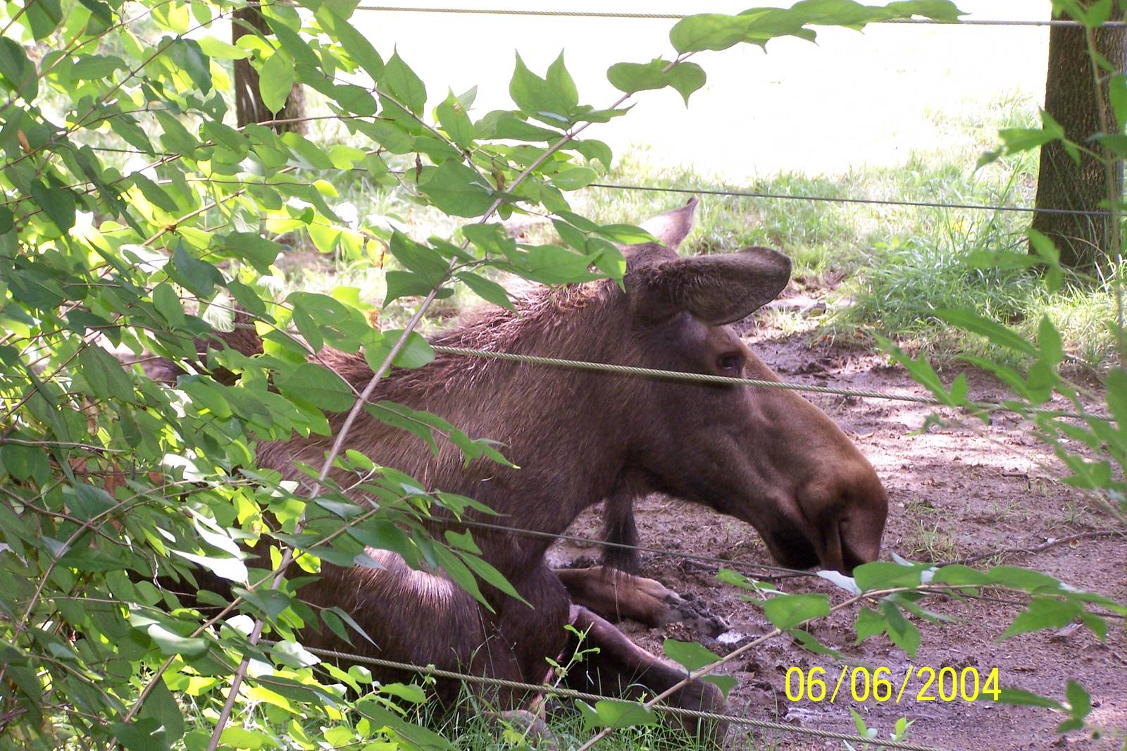 Moose Cow ~ North America