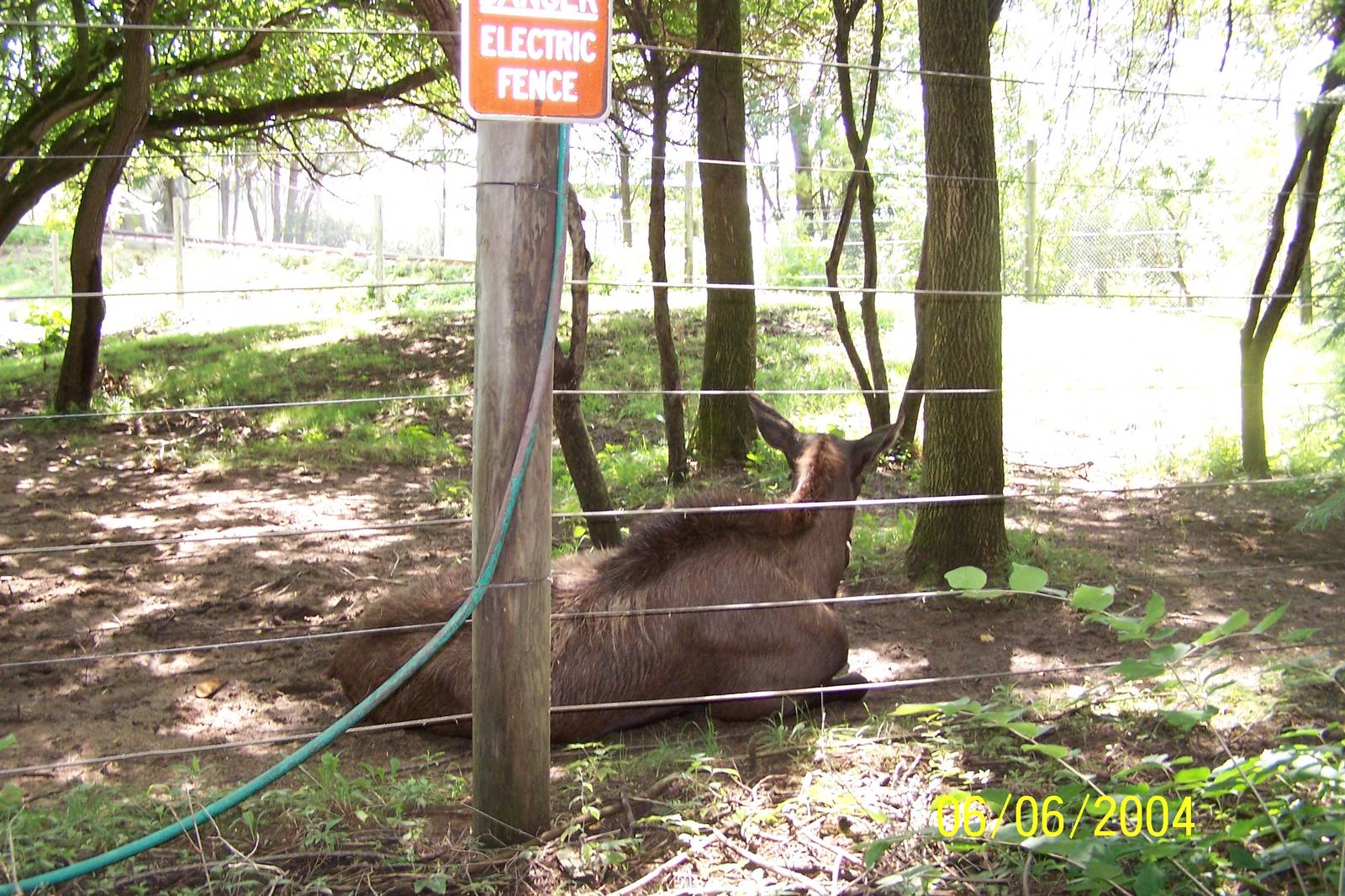 Moose Cow ~ North America