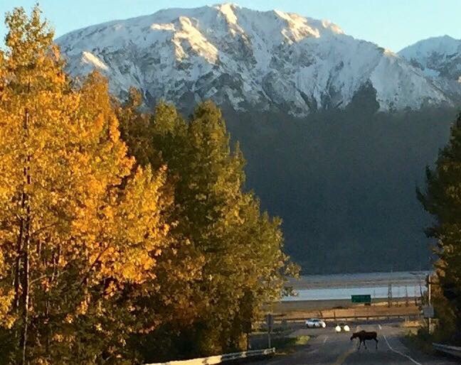 Moose crossing road in Girdwood, Alaska
