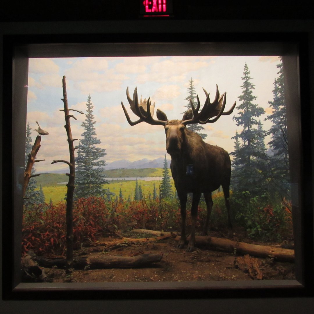 Moose Diorama