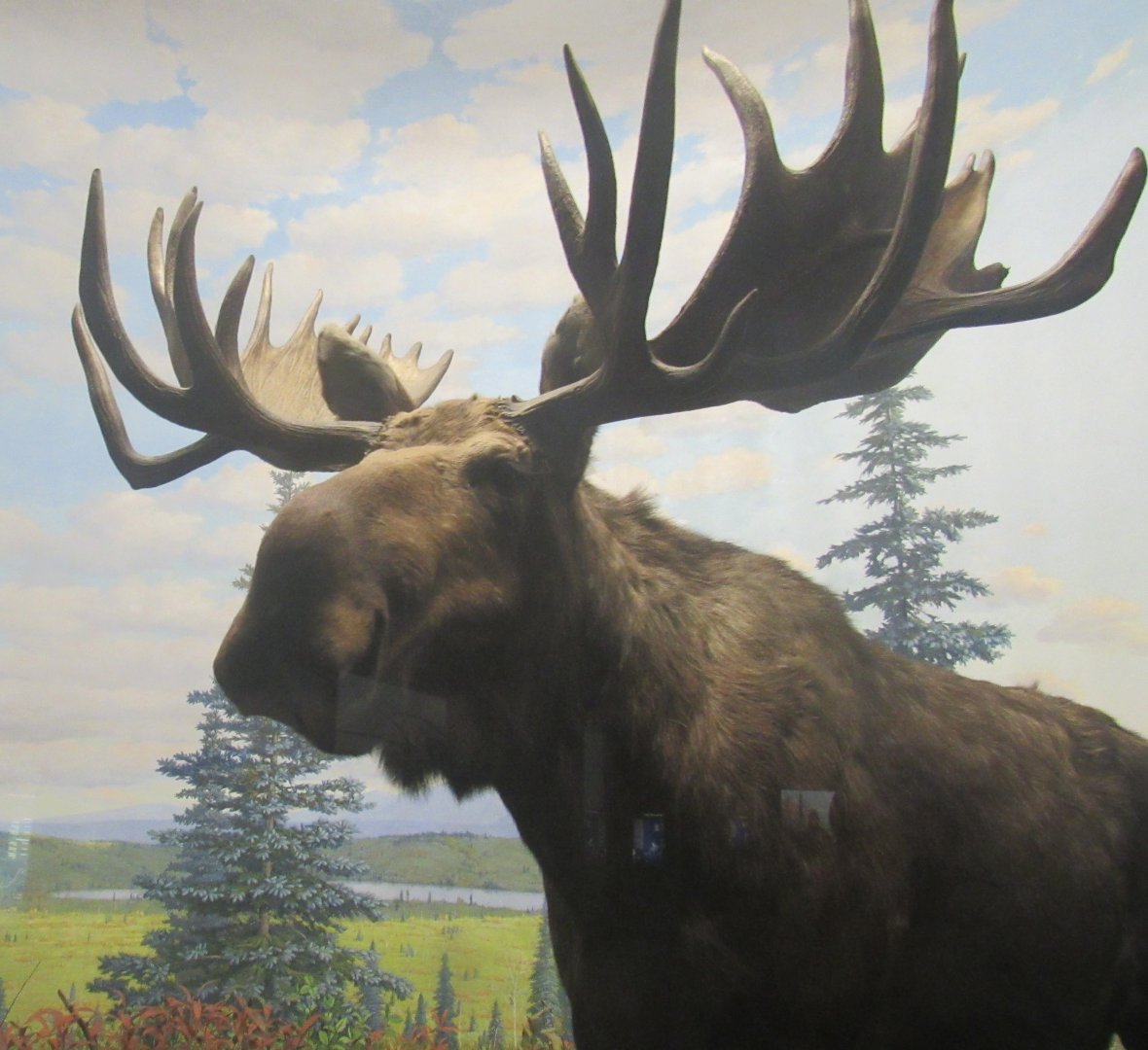 moose diorama