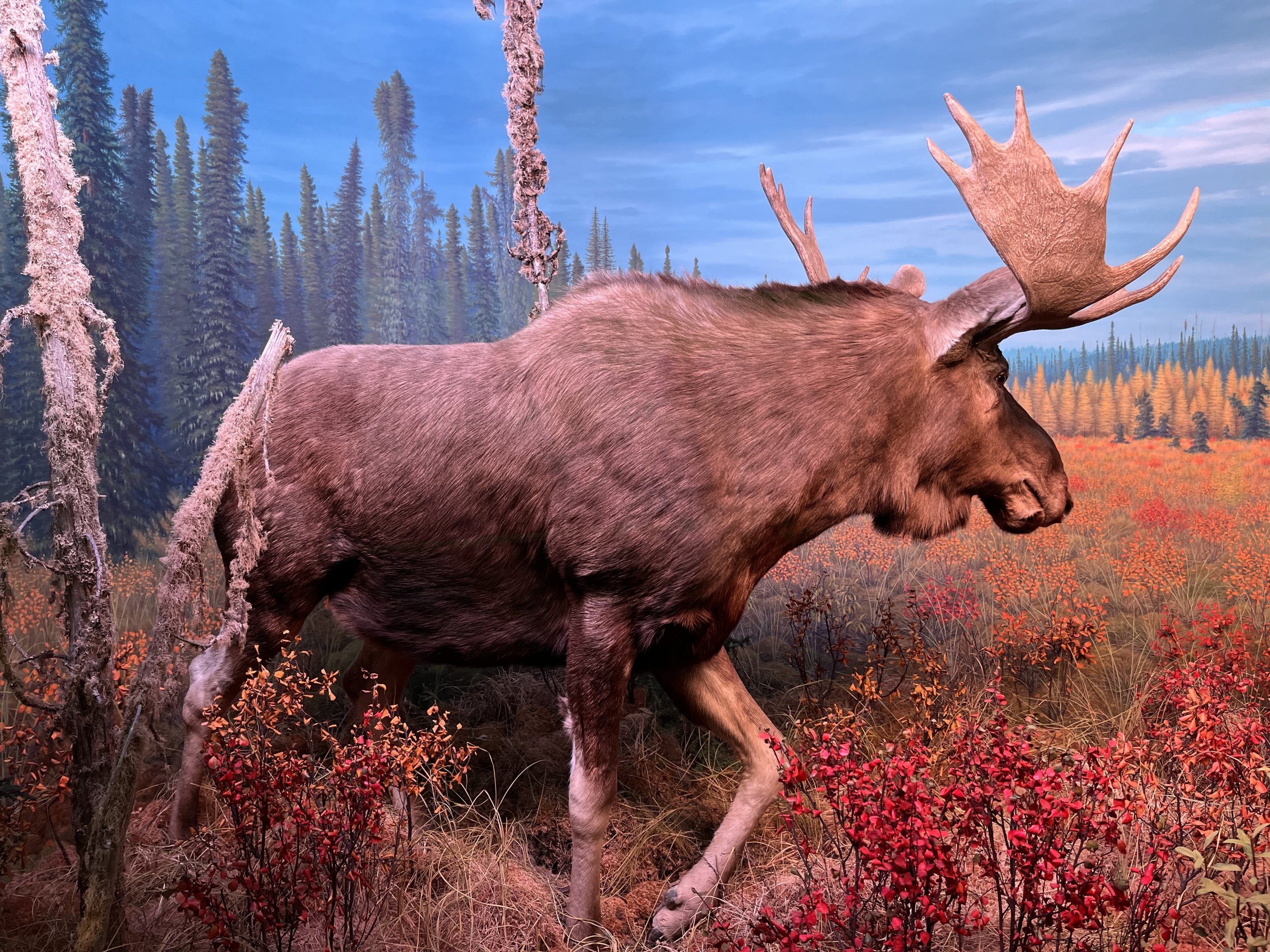 Moose Diorama