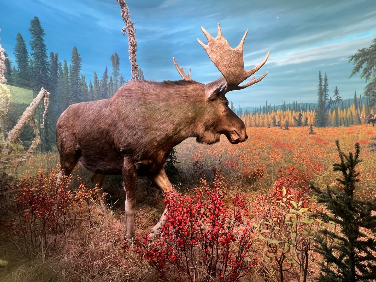 Moose Diorama