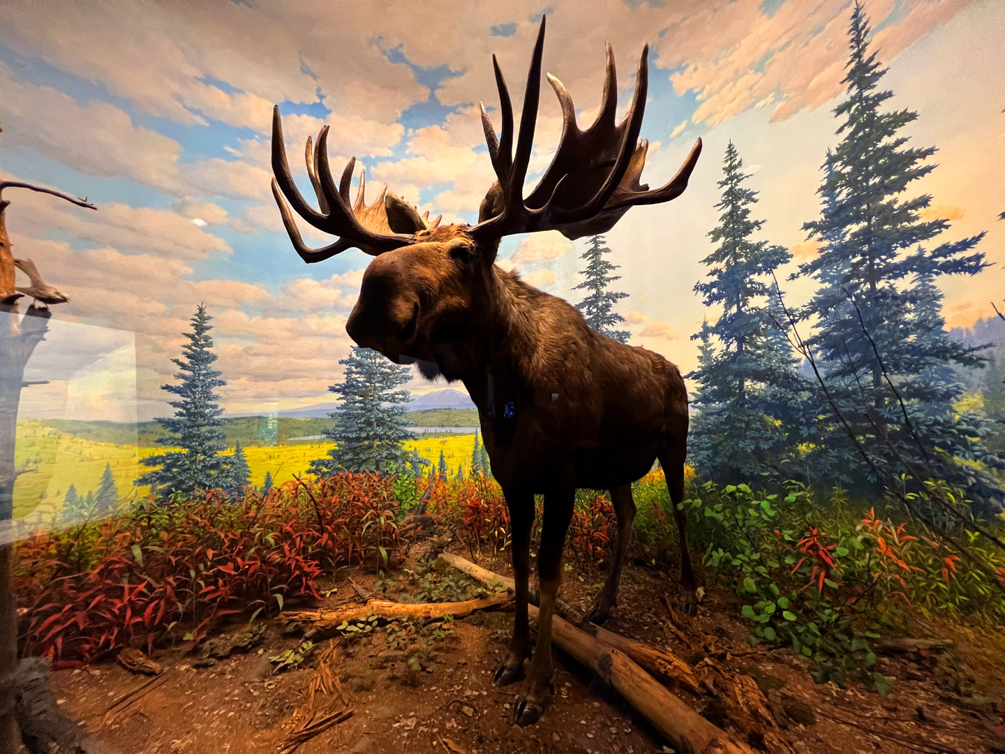 Moose Diorama