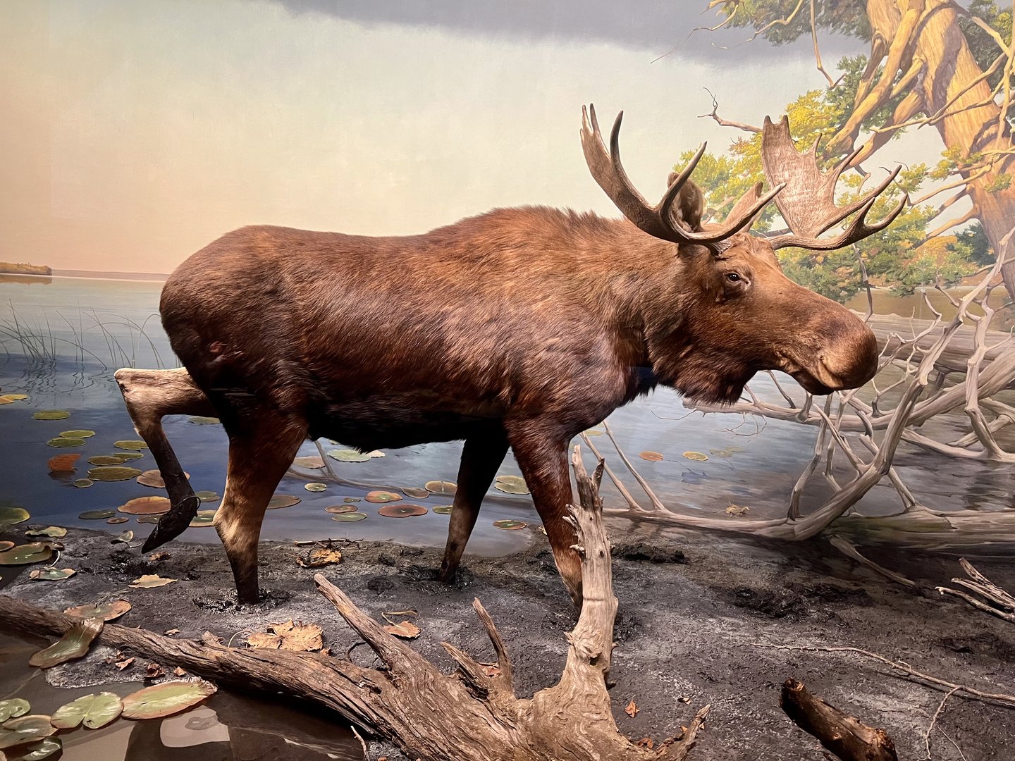 Moose Diorama