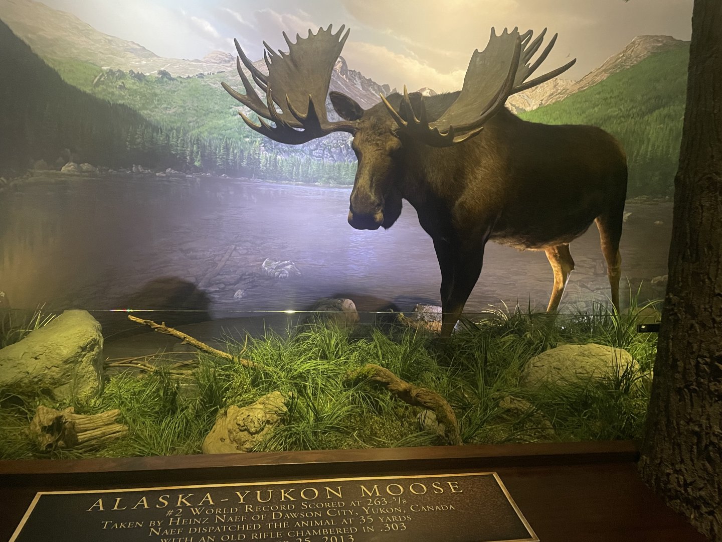Moose Diorama