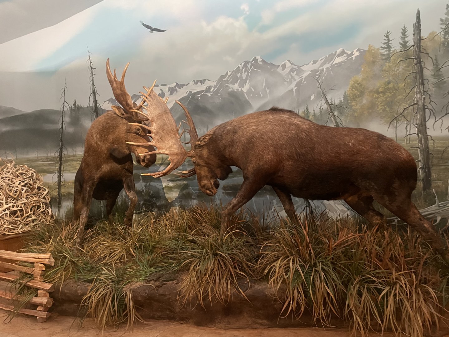 Moose Diorama