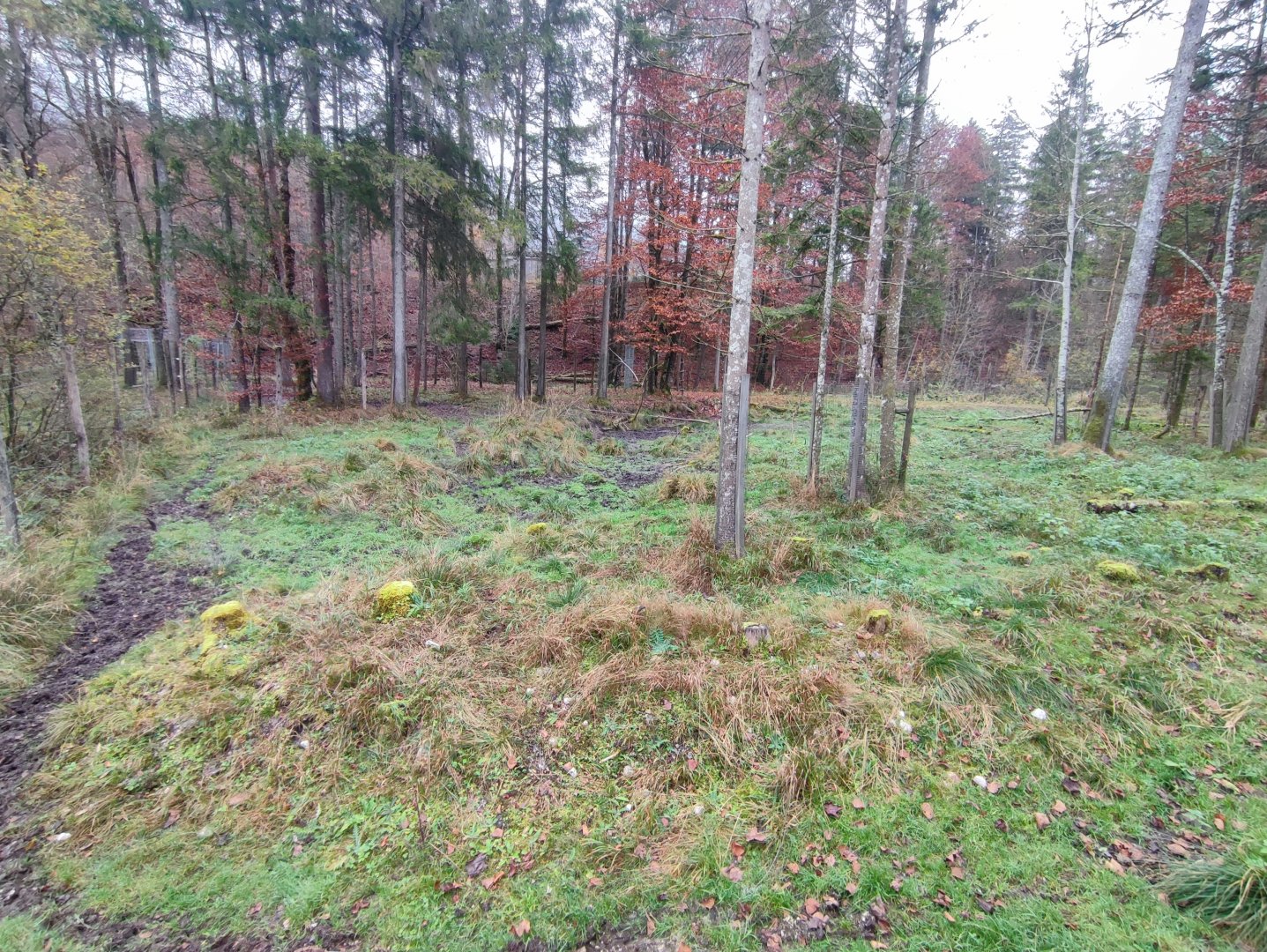 Moose enclosure 2 - Wildpark Grünau/Cumberland