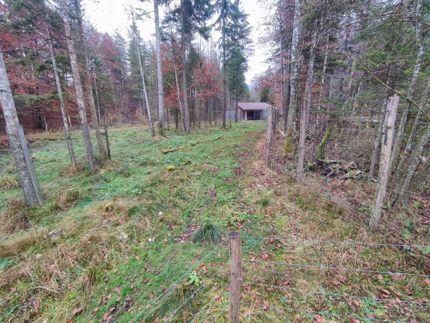 Moose enclosure 2 - Wildpark Grünau/Cumberland