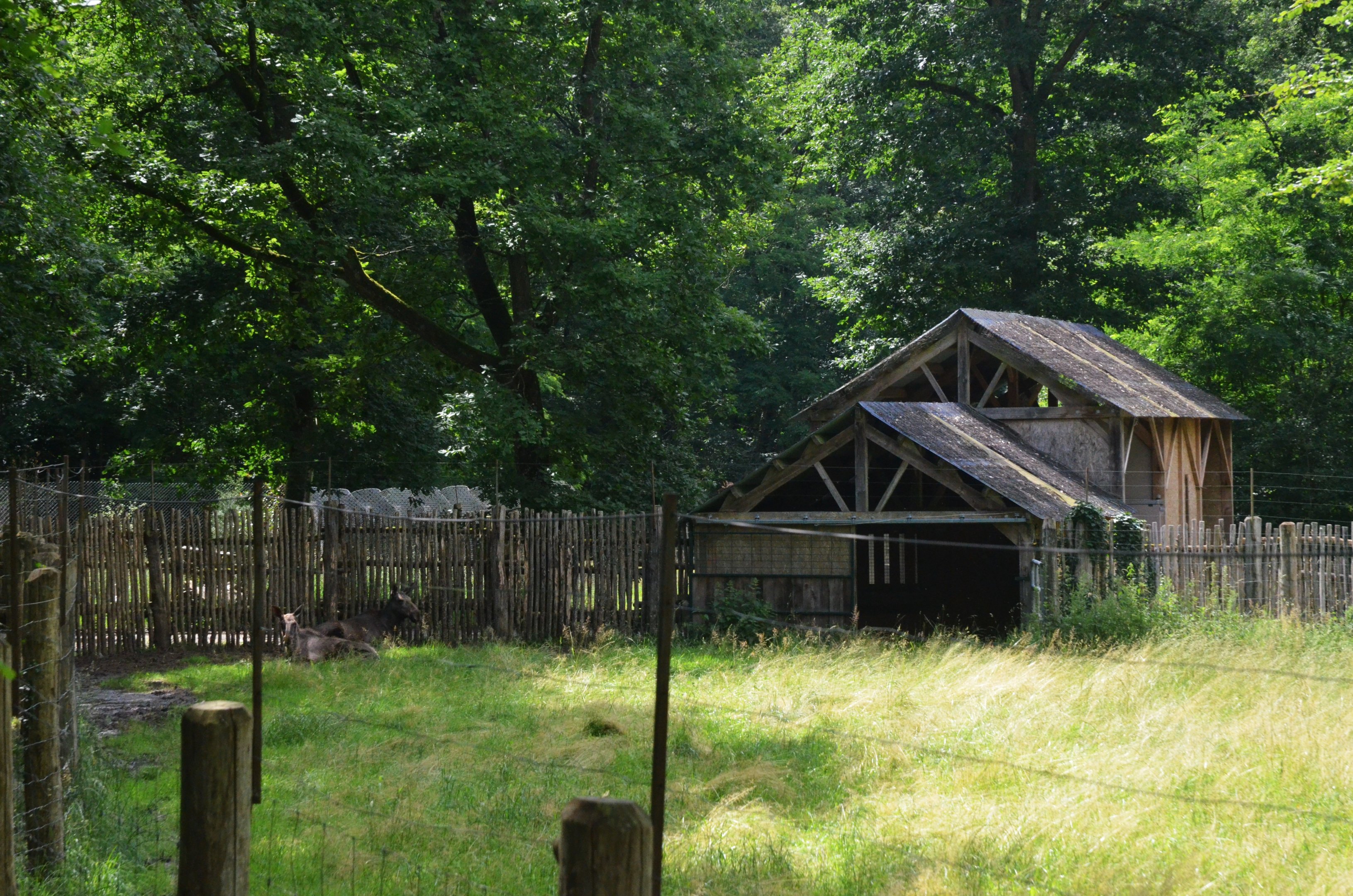 Moose Enclosure at Pescheray, 13/06/18