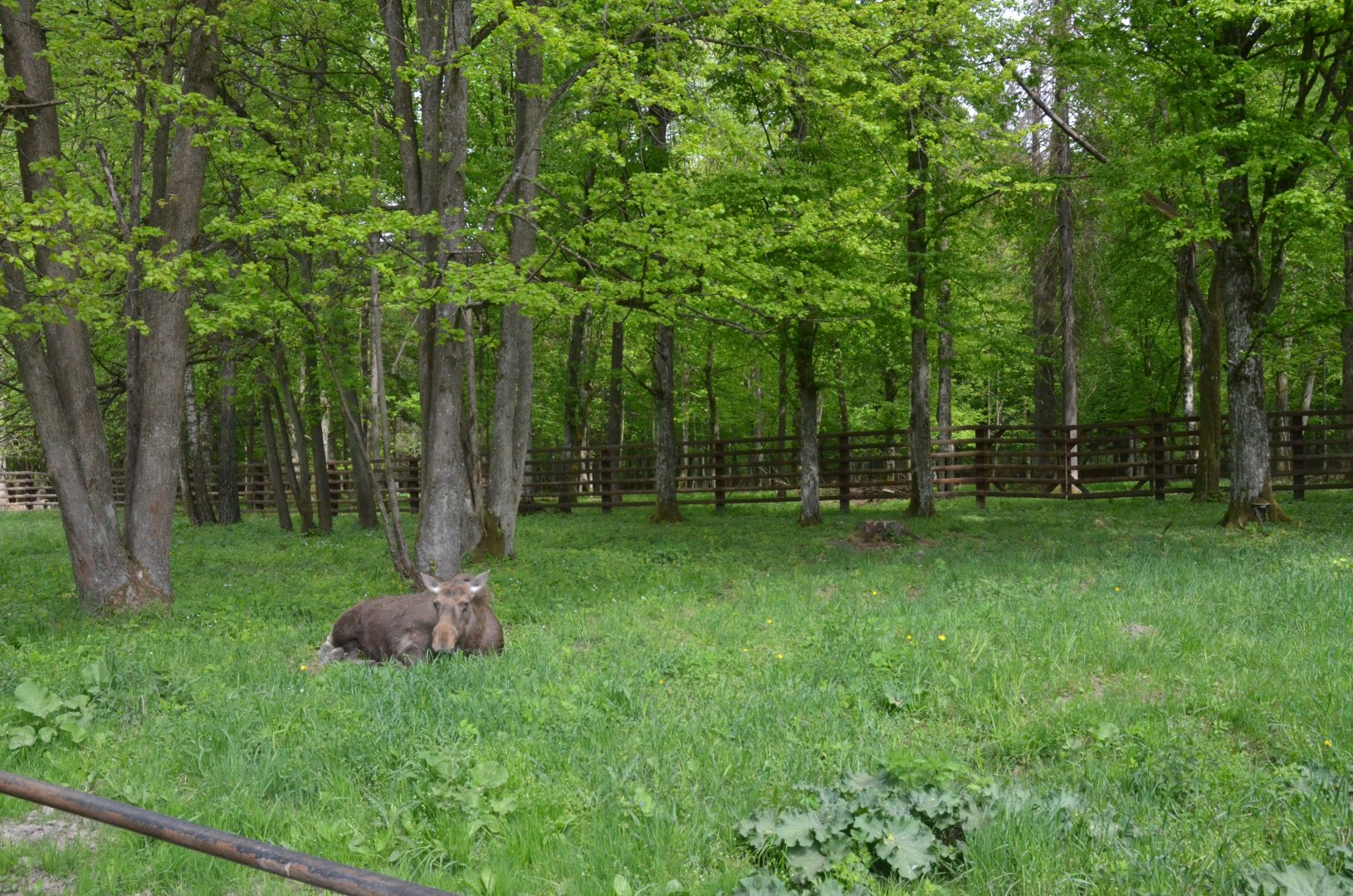 Moose Enclosure at Rezerwat Pokazowy Żubrów, Białowieża 07/05/19