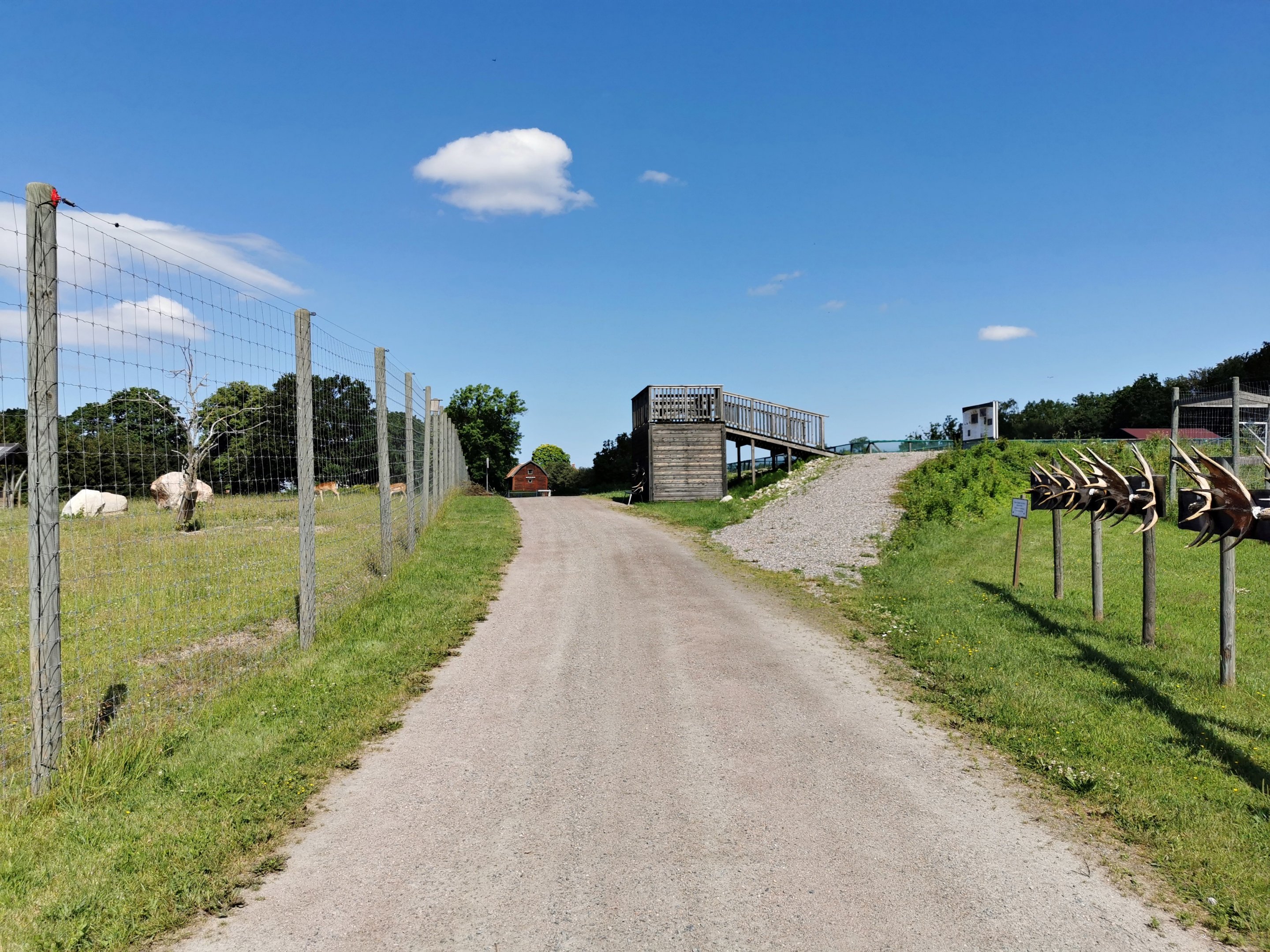 Moose enclosure to the right and mouflon/fallow deer enclosure to the left