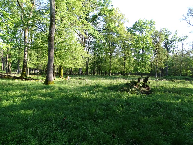 Moose enclosure