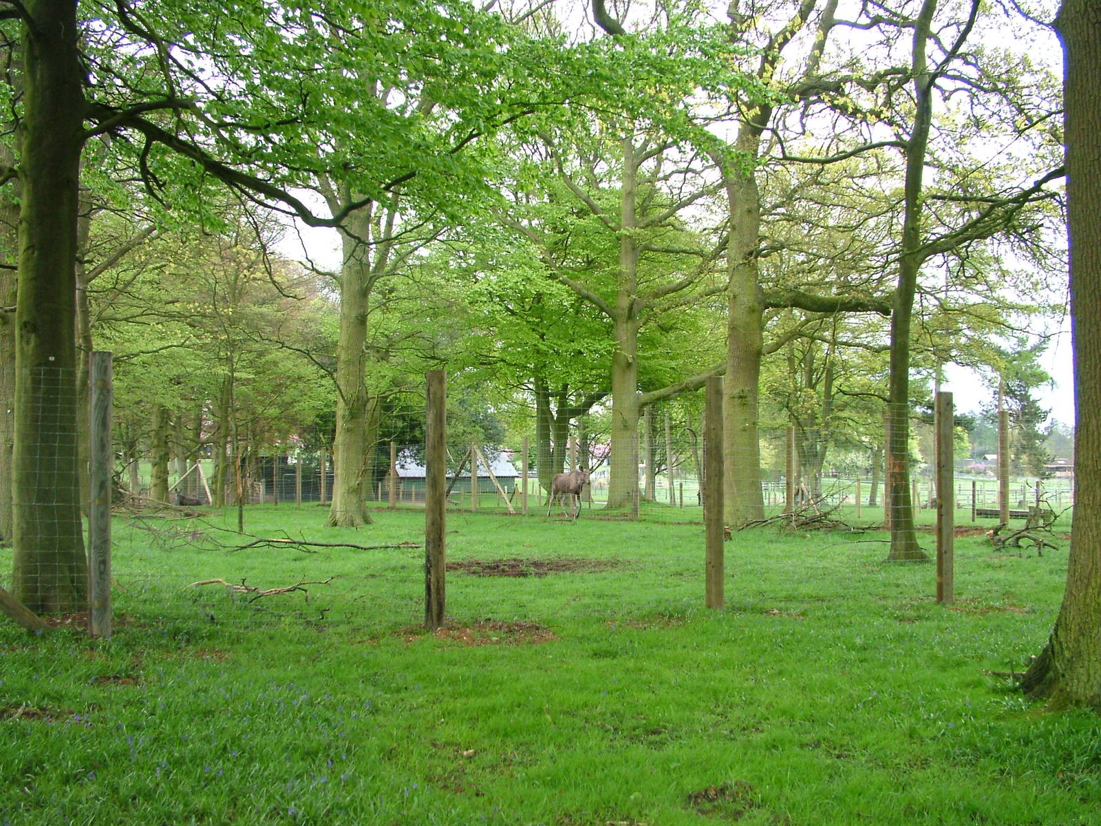 Moose exhibit at Whipsnade 08/05/10