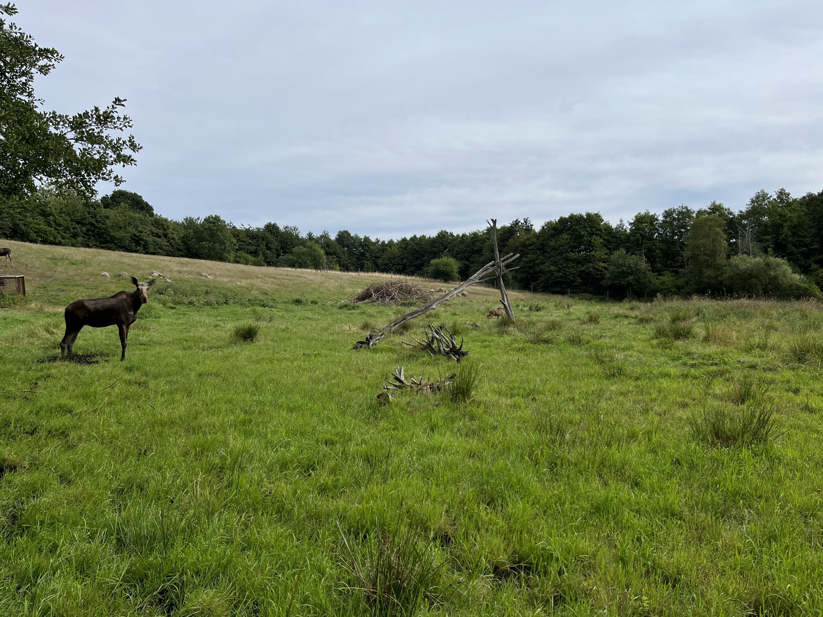 Moose Exhibit (held 6 animals)