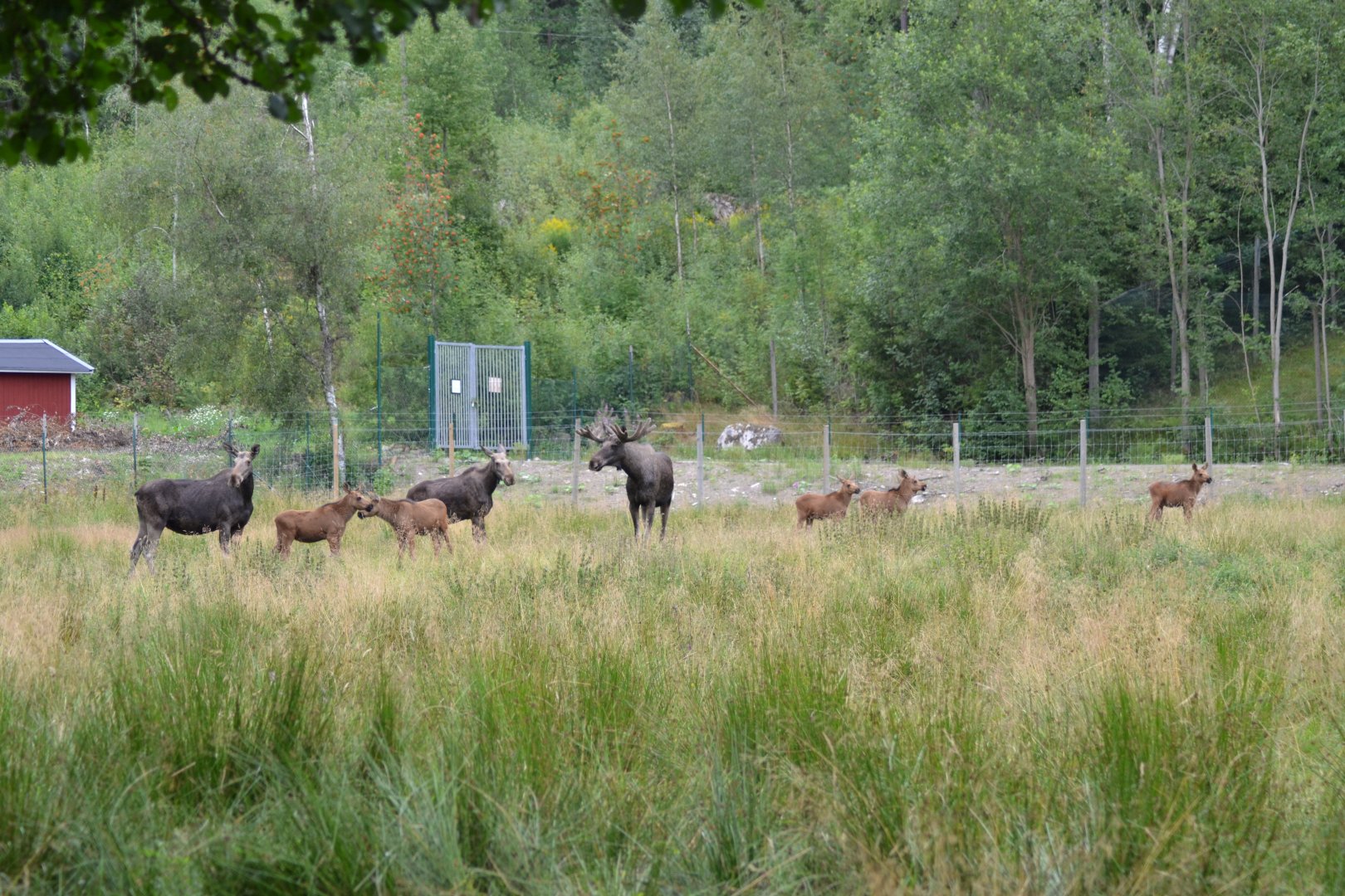 Moose exhibit