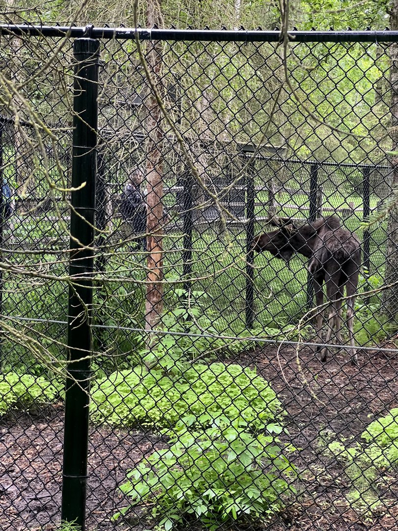 Moose Exhibit