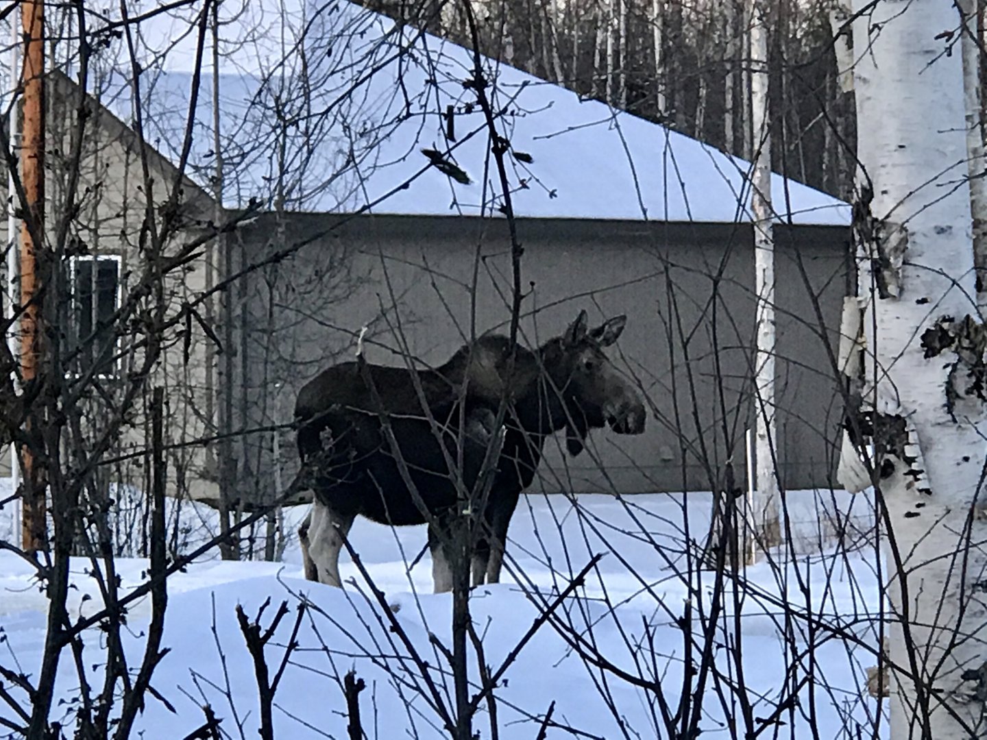 Moose - Front Yard - Alaska