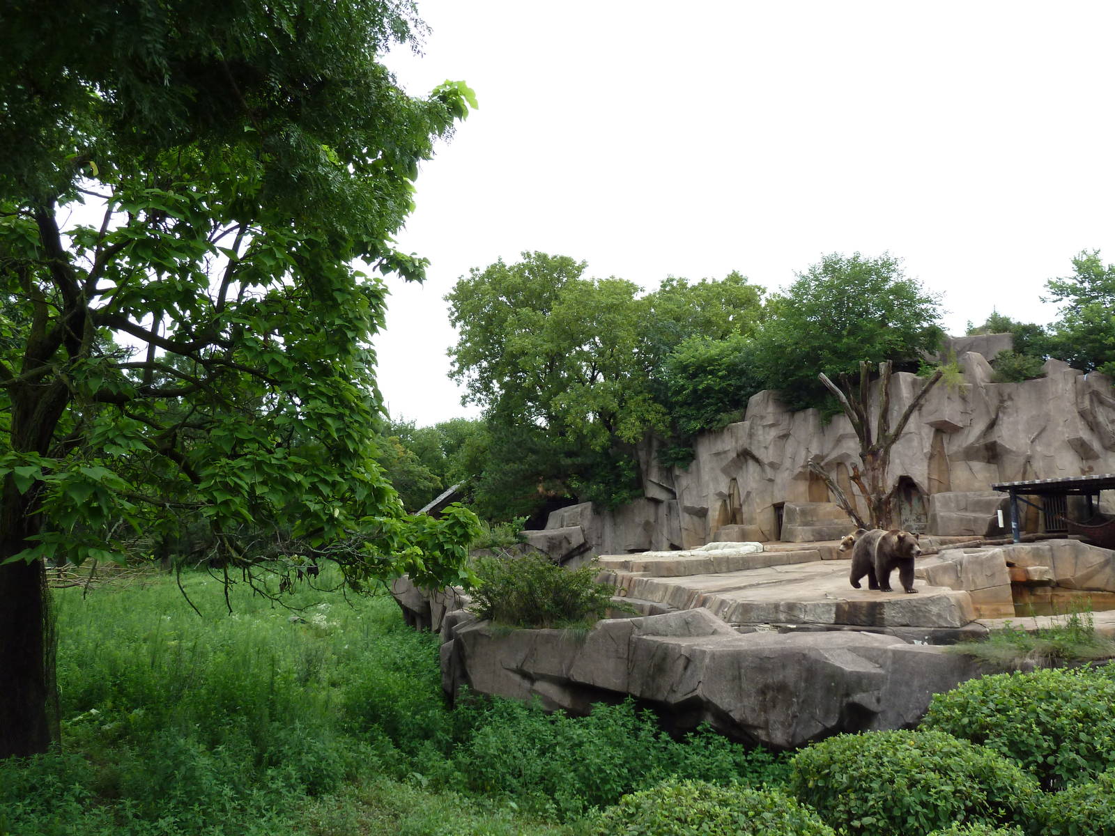 Moose + Grizzly Bear Exhibits