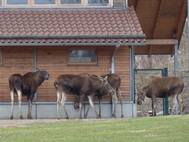Moose Group