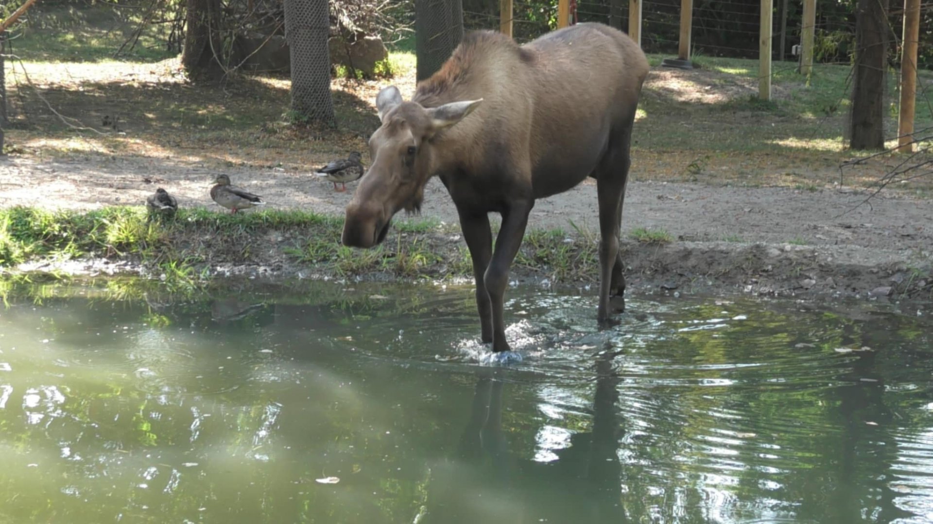 Moose heads into the water