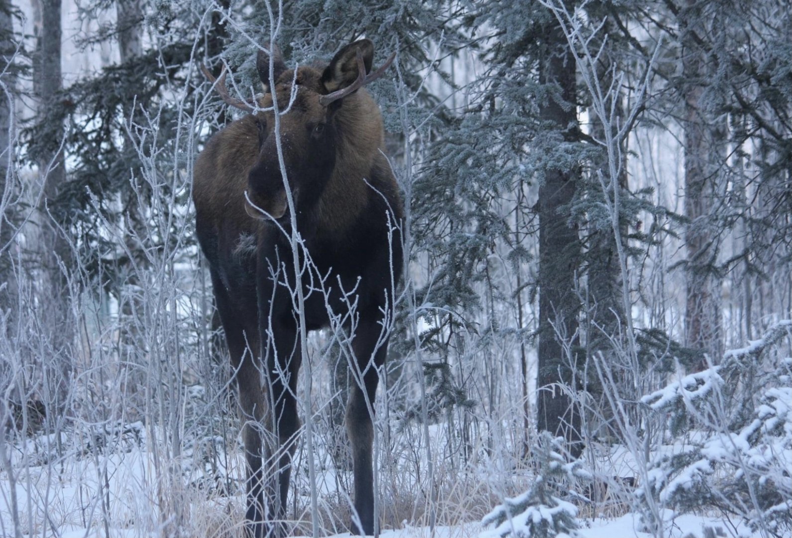 Moose hiding behind a tree...