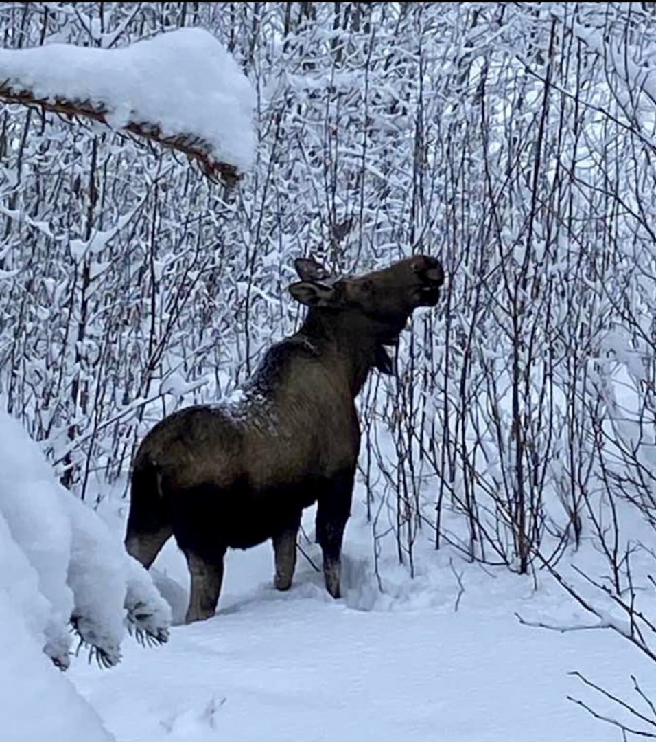 Moose in my backyard.  Alaska.