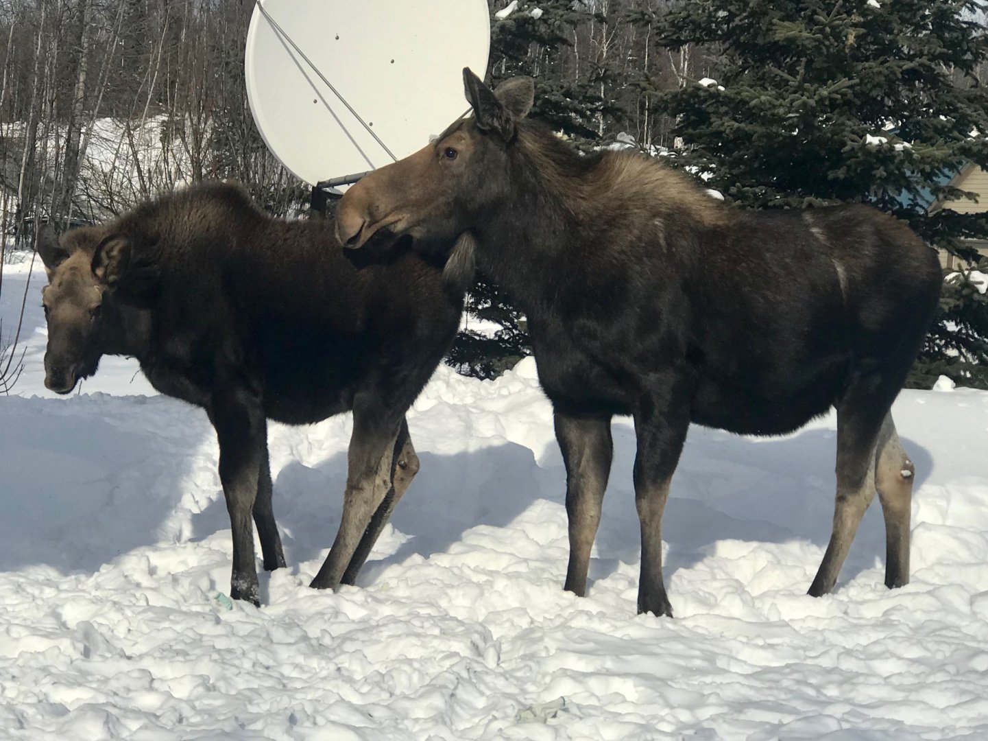 Moose in my front yard. Alaska.