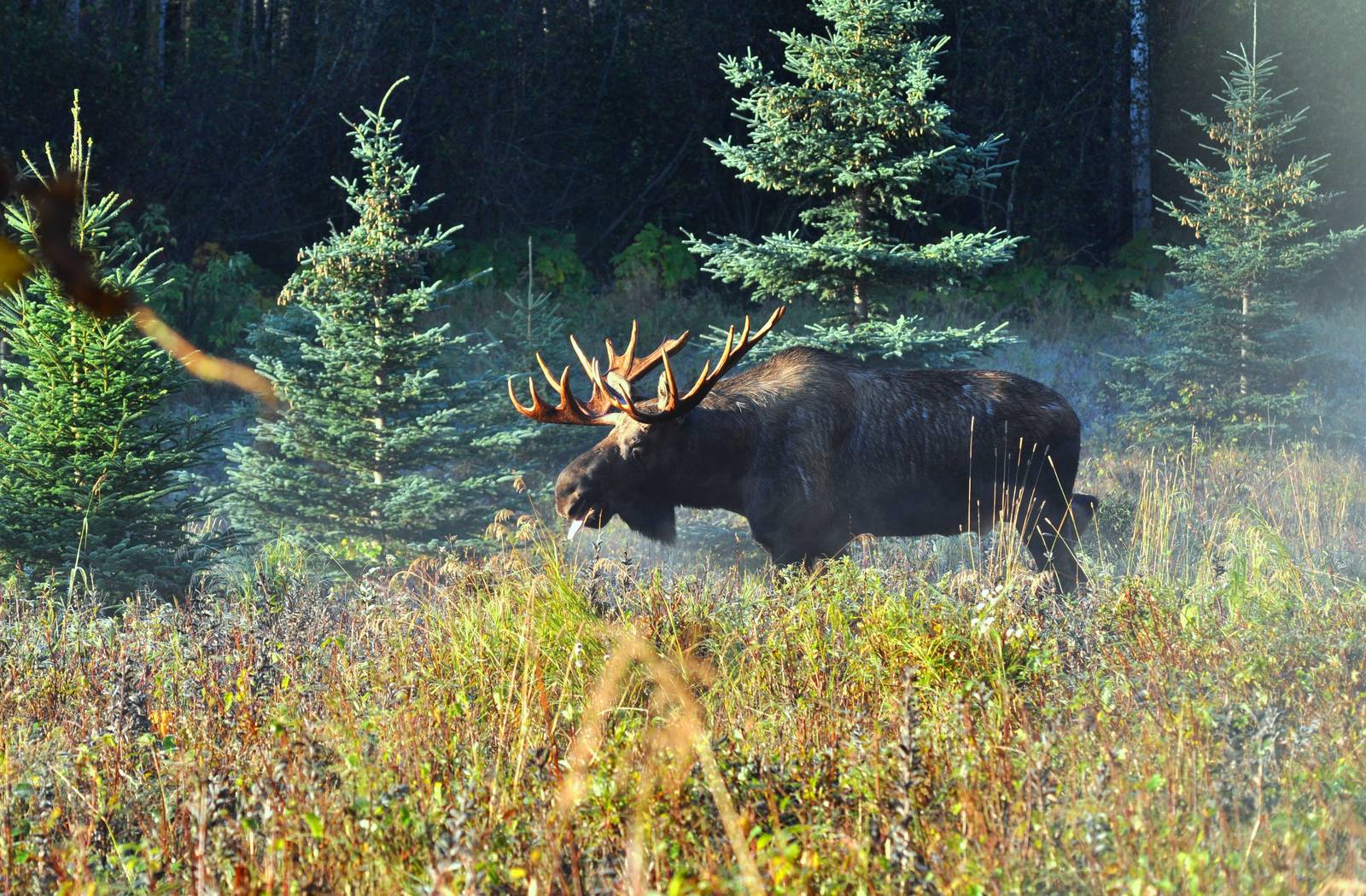 Moose in rut - Alaska
