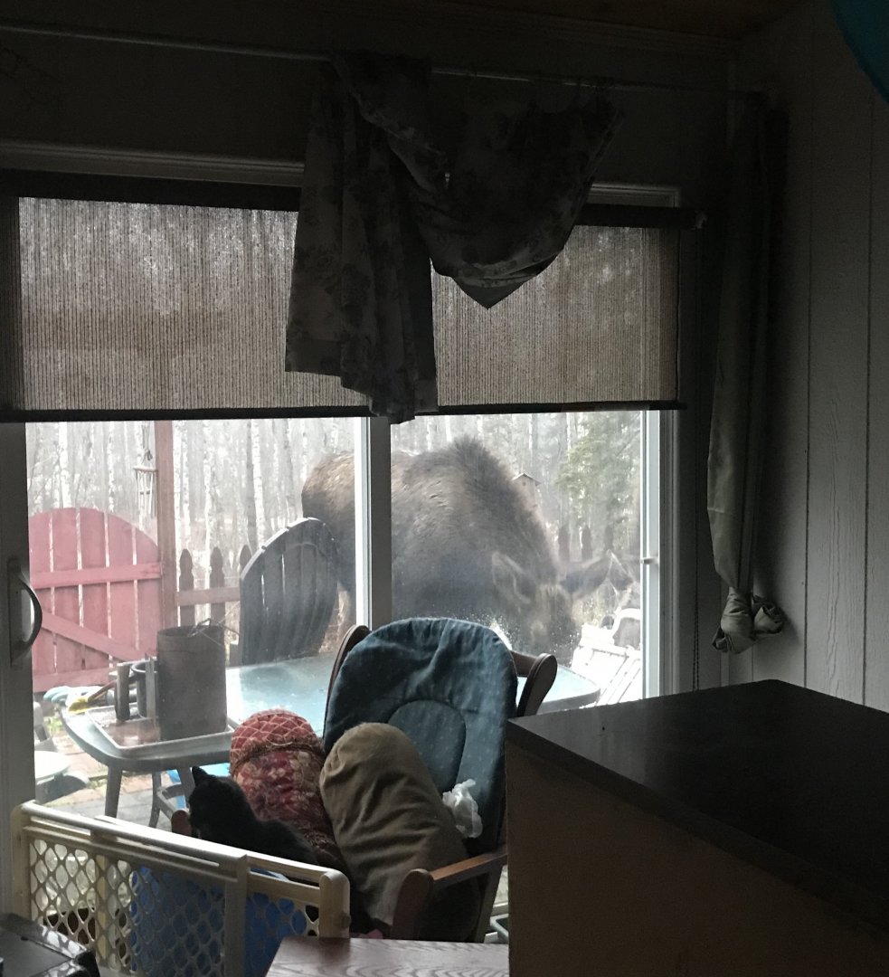 Moose in the Garden.