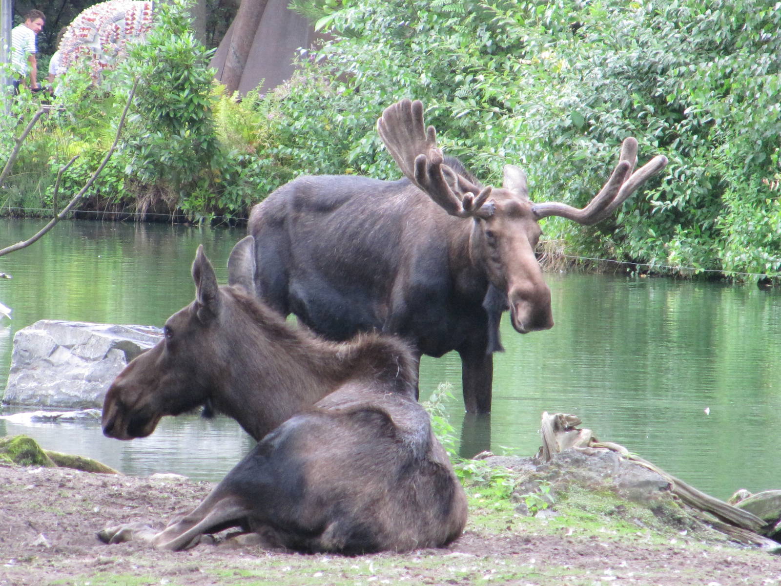 Moose july 2010