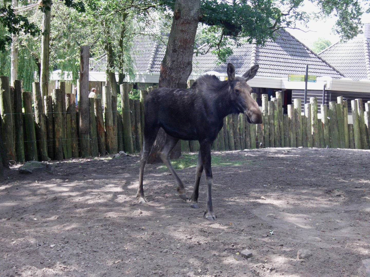 Moose - July 2011