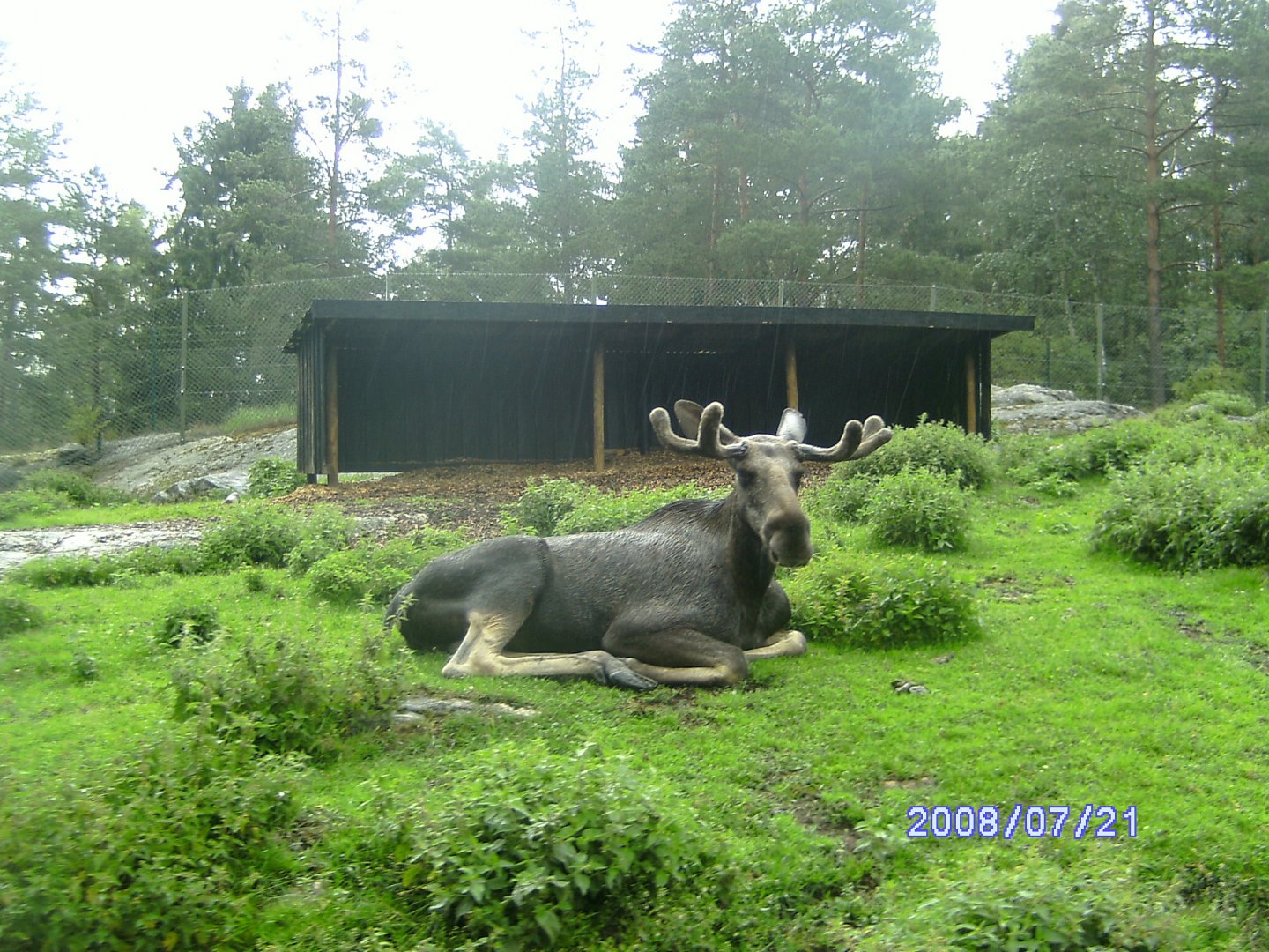 Moose, Kolmården "Safari" (2008)