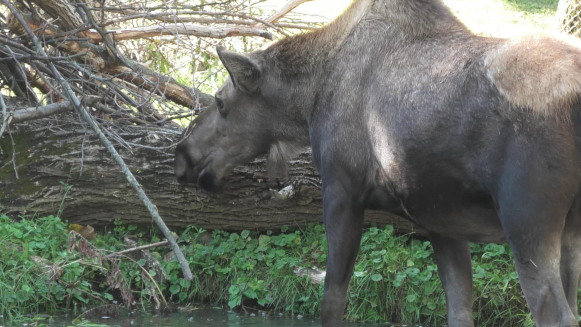 Moose looks for food in the water again