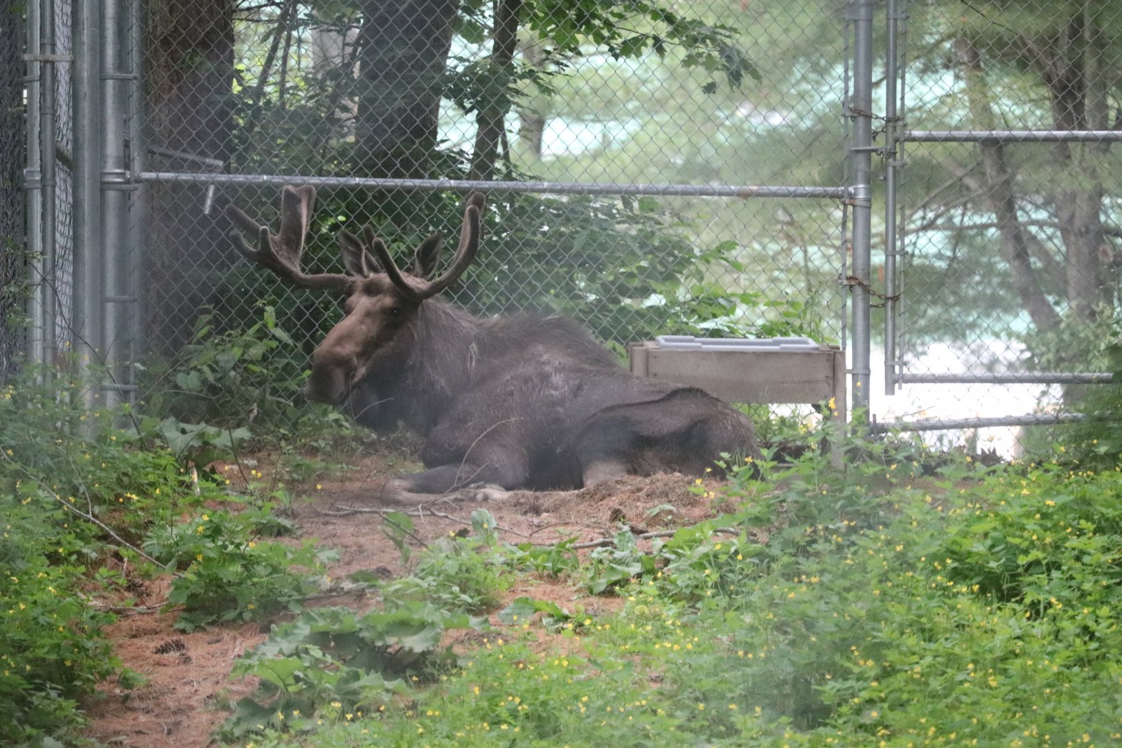 Moose - Maine Wildlife Park