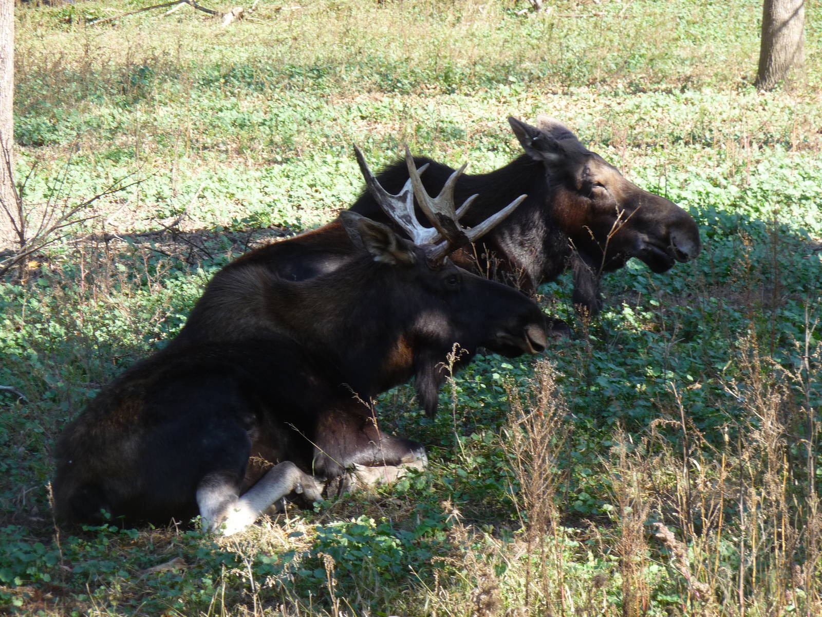moose milwaukee zoo halloween 2011