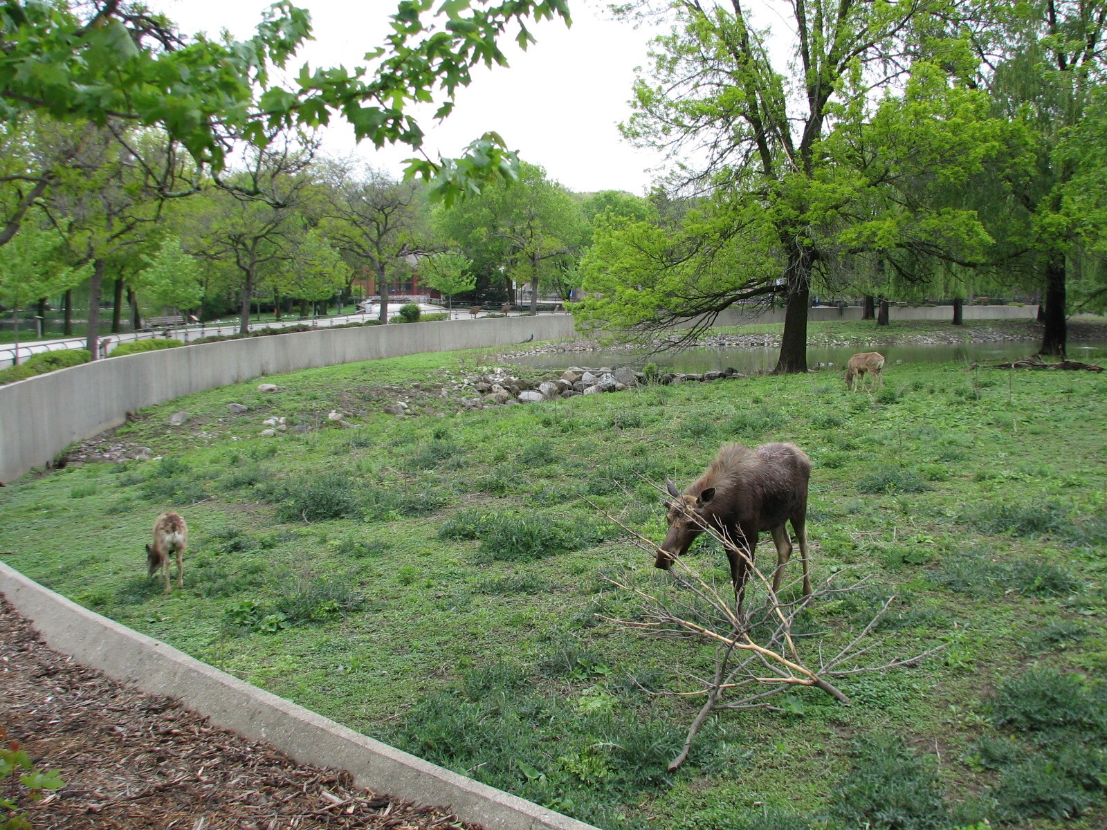 Moose, Mule Deer, and Wild Turkey Exhibit
