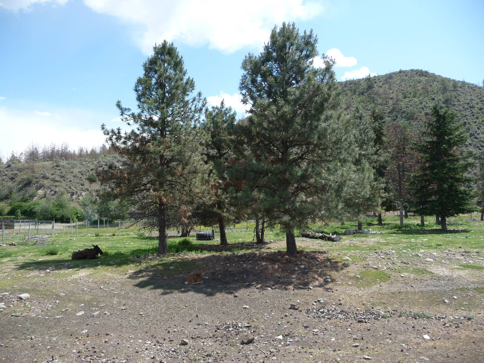 Moose/Mule Deer Exhibit