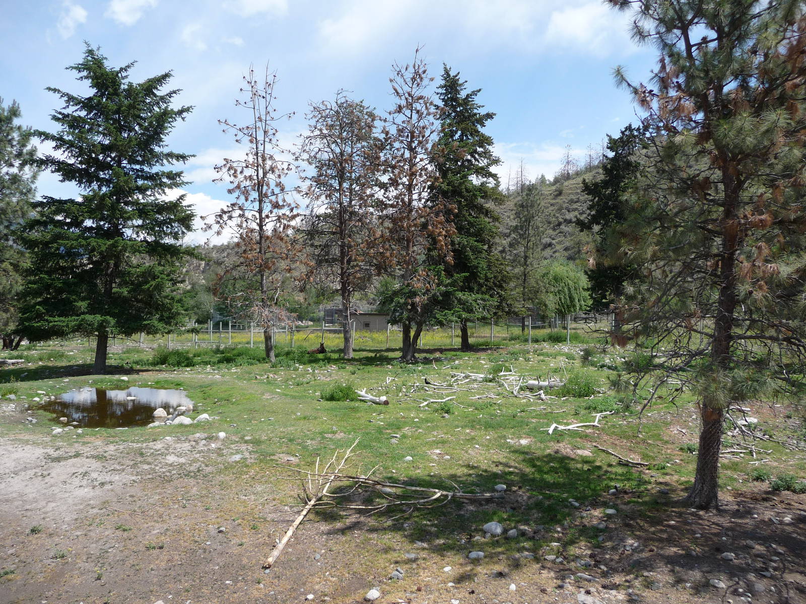 Moose/Mule Deer Exhibit
